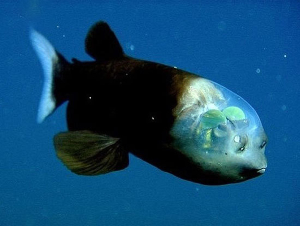  ماهی چشم بشکه‌ای یا کله شیشه ای، ماهی کوچک آب‌های عمیق با چشمانی بشکه‌ای شکل و کله‌ای شفاف. شگفت انگیز است.