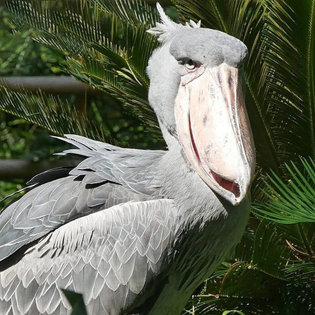 لک لک نیل که به خاطر استخوان بندی درشتش در بین پرندگان متمایز و شناخته می‌شود.
