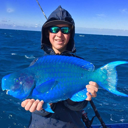 رنگ آبی این طوطی ماهی غیرقابل باور است.