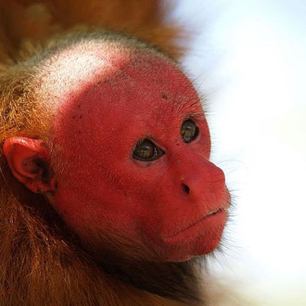  صورت قرمز رنگ از ویژگی‌های متمایز این میمون‌های اوکاری قرمز است. میمون‌هایی با ظاهر منحصر به فرد.