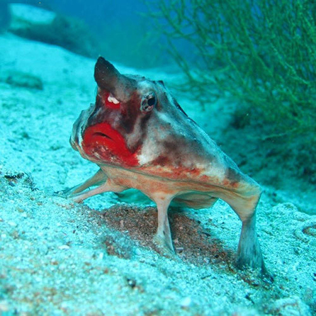  خفاش ماهی لب قرمز که می‌تواند یک نماد عالی تبلیغاتی و تجاری برای رژ لب باشد!