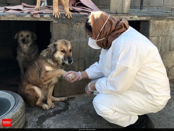 خبرگزاری برنا/پناهگاه حیوانات در شیراز؛ جایی برای دوستی انسان و حیوان 
عکاس: طاهره حیاتی