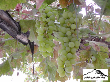 به بار نشستن دوباره یک درخت انگور در قادرآباد