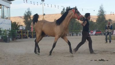 برگزاری مسابقات پرش با اسب شهرستان های فارس در گراش