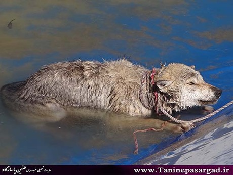 نجات یک قلاده گرگ در پاسارگاد از مرگ