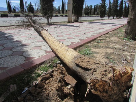 خسارت طوفان به تاسیسات شهری و درختان سروستان