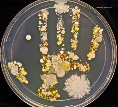 باکتری های موجود روی پوست دست