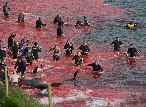 قتل عام نهنگ ها