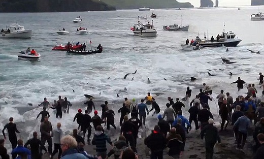 قتل عام نهنگ ها