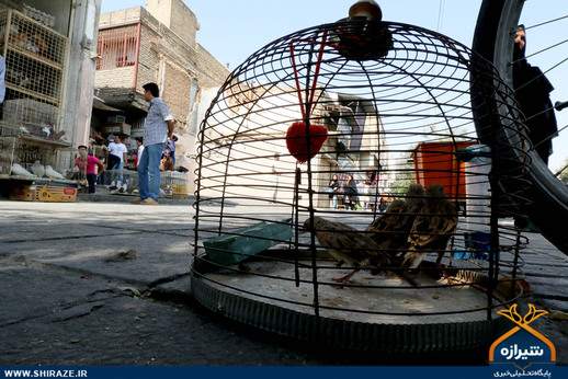 بازار پرنده فروشان شیراز