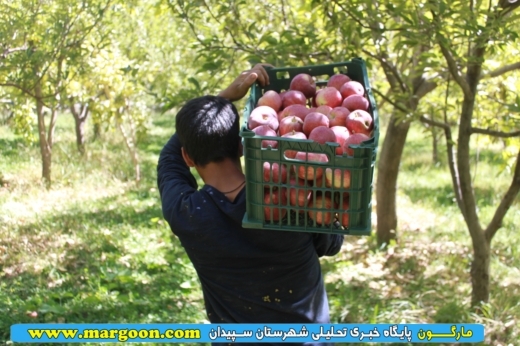 برداشت سیب ازباغات شهرستان سپیدان