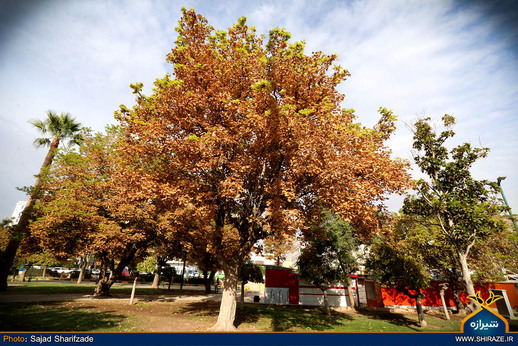 تبسم پاییز به طبیعت شیراز