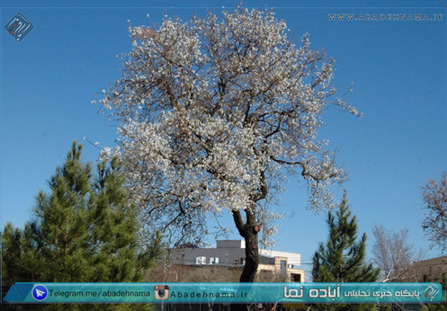 به گل نشستن درختان شهرستان آباده