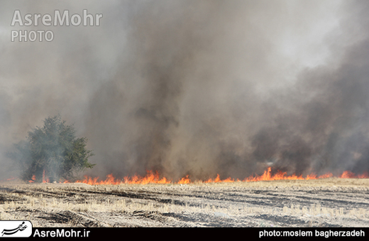 آتش زدن کاه و کلش مزارع گندم در شهرستان مُهـر