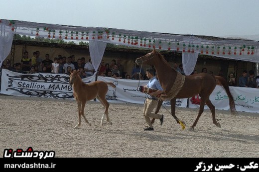 برگزاری جشنواره زیبایی اسب اصیل ایران در تخت جمشید