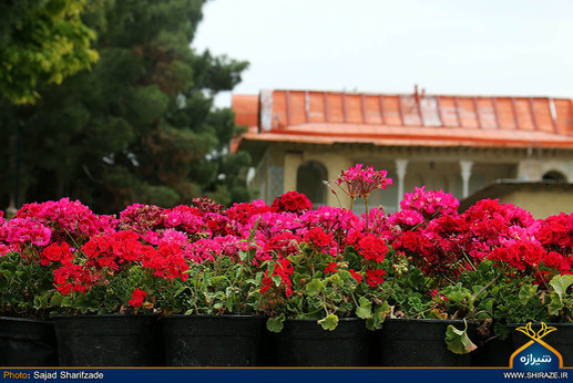 بهار گل ها در باغ ارم شیراز