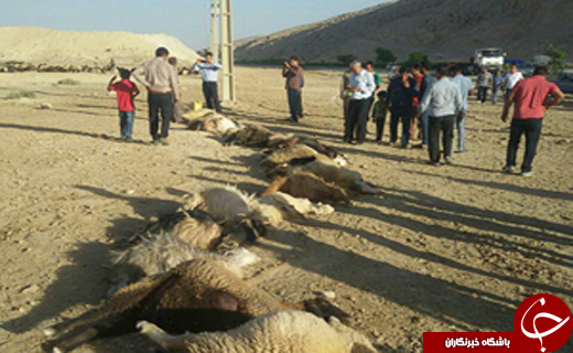 33 راس گوسفند با استفاده از آب پساب صنعتی پتروشیمی در شیراز تلف شد.