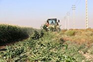 امحا مزارع آلوده به فاضلاب در شیراز