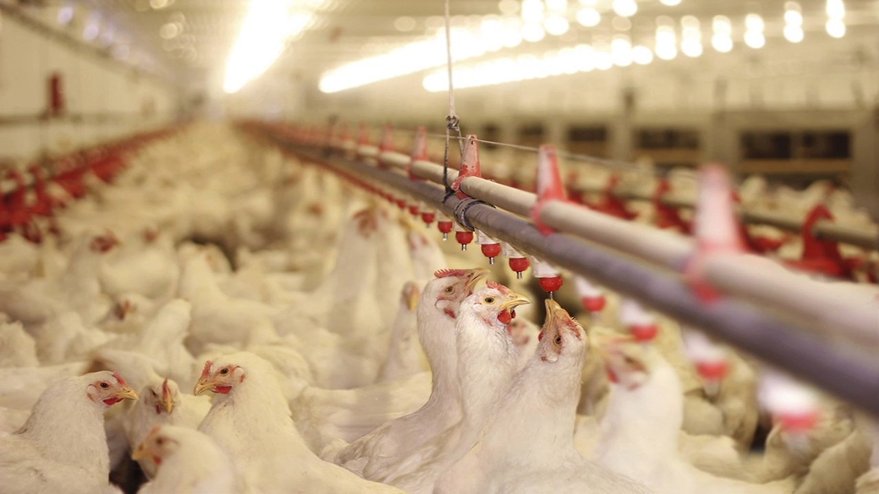 تولید بیش از یک میلیون و ۶۰۰ هزار کیلو گوشت مرغ در لامرد