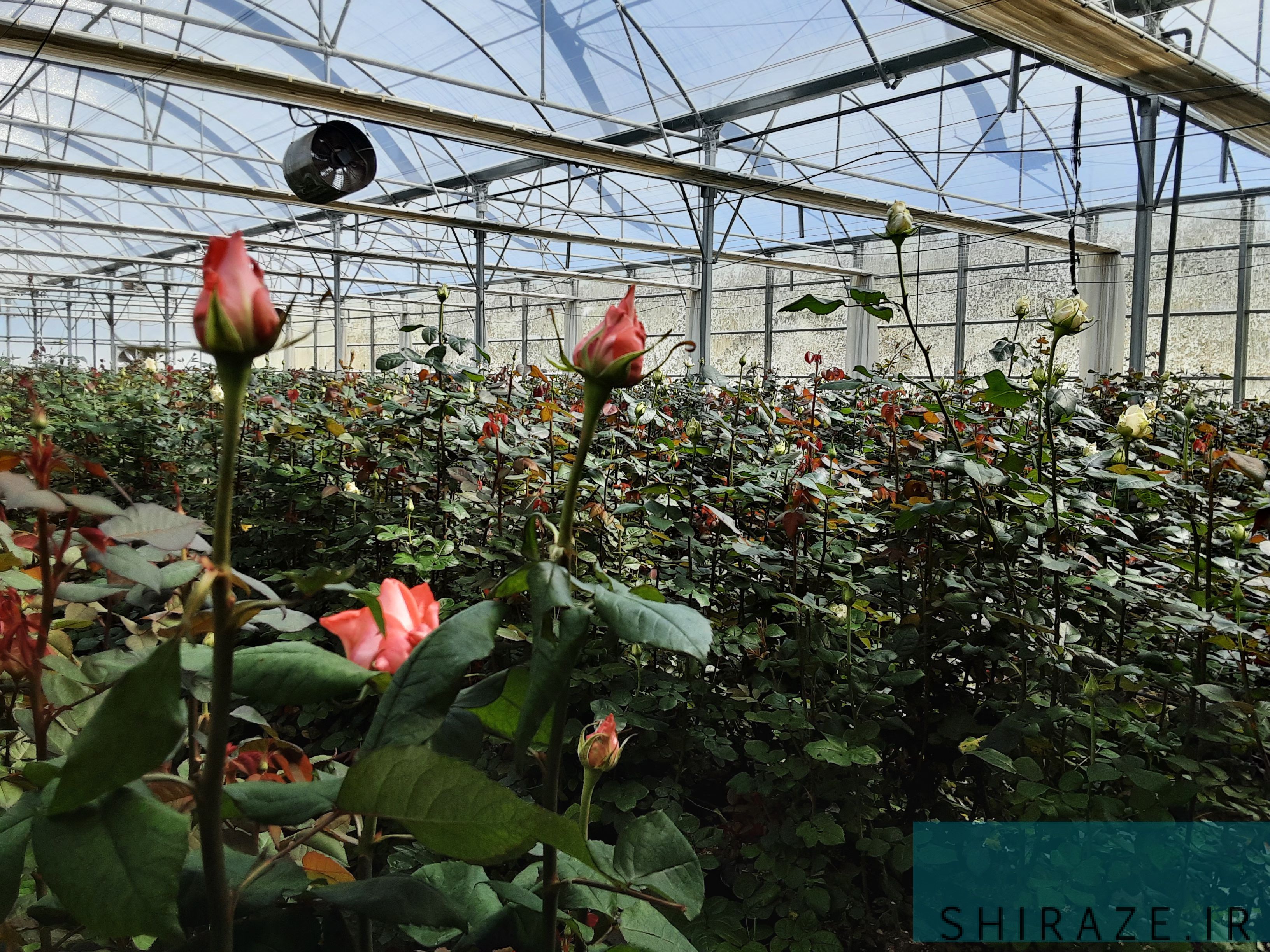 بازدید از گلخانه هیبریدی تولید گل رز