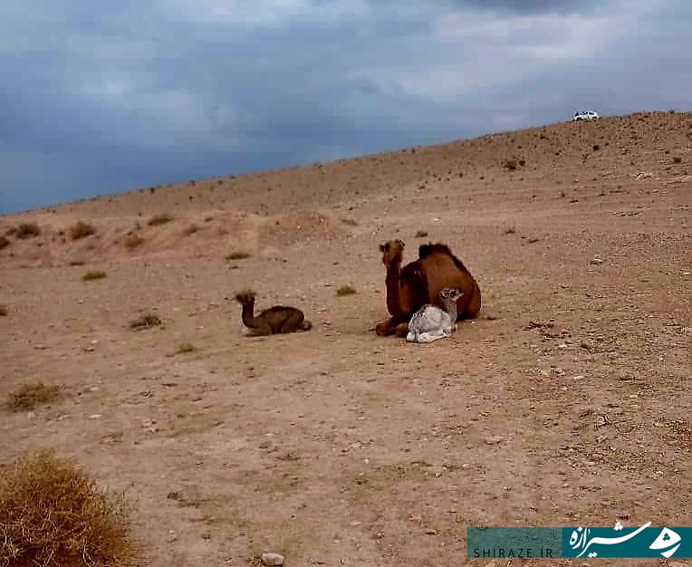 رونق پرورش شتر در زرین‌دشت 