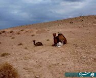 رونق پرورش شتر در شهرستان «زرین‌دشت»