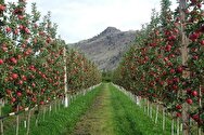 فارس رتبه اول تولید محصولات باغی در کشور