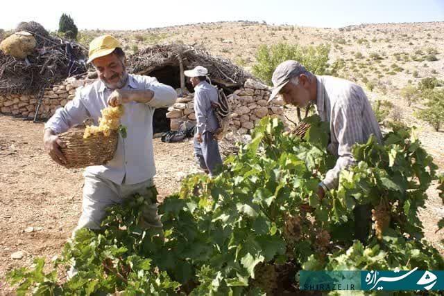 پایان برداشت انگور دیم در استهبان