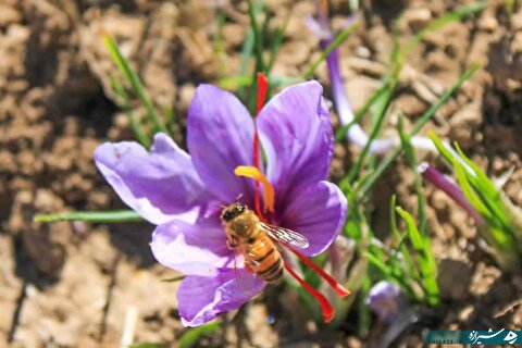 پایان برداشت طلای سرخ استهبان 