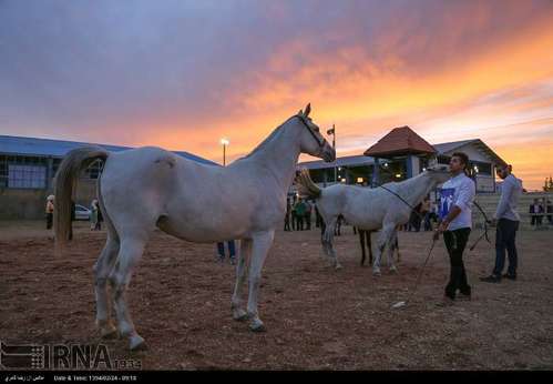 مسابقات زیبایی اسب در کیلومتر 45 جاده سپیدان