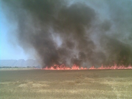 بیش 50 هکتار از مزارع فیروزآباد در آتش سوخت