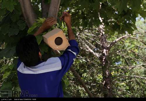 توزیع و نصب هزار لانه پرنده در شیراز
